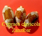 Cypraea stolida clavicola, Lorenz 1998